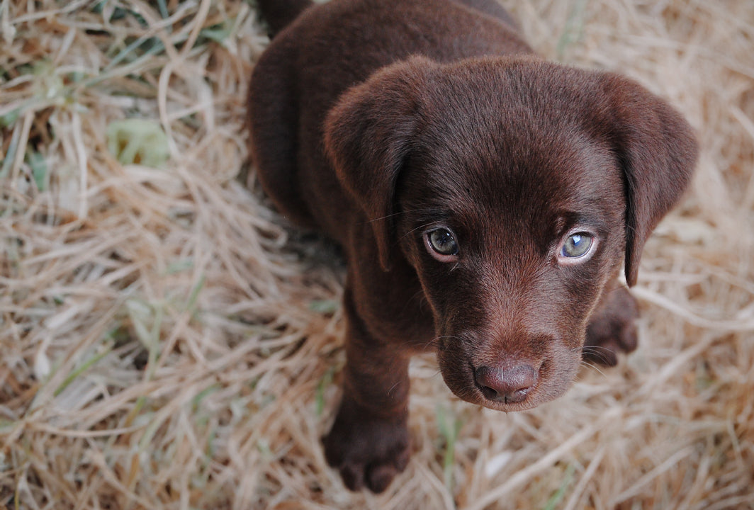 How To Choose The Best Puppy Or Hunting Dog for Your Needs