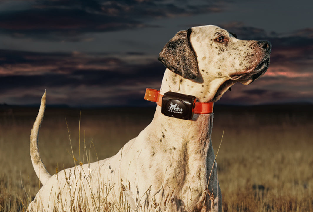 The Best Way to Introduce Your Dog to An E-Collar