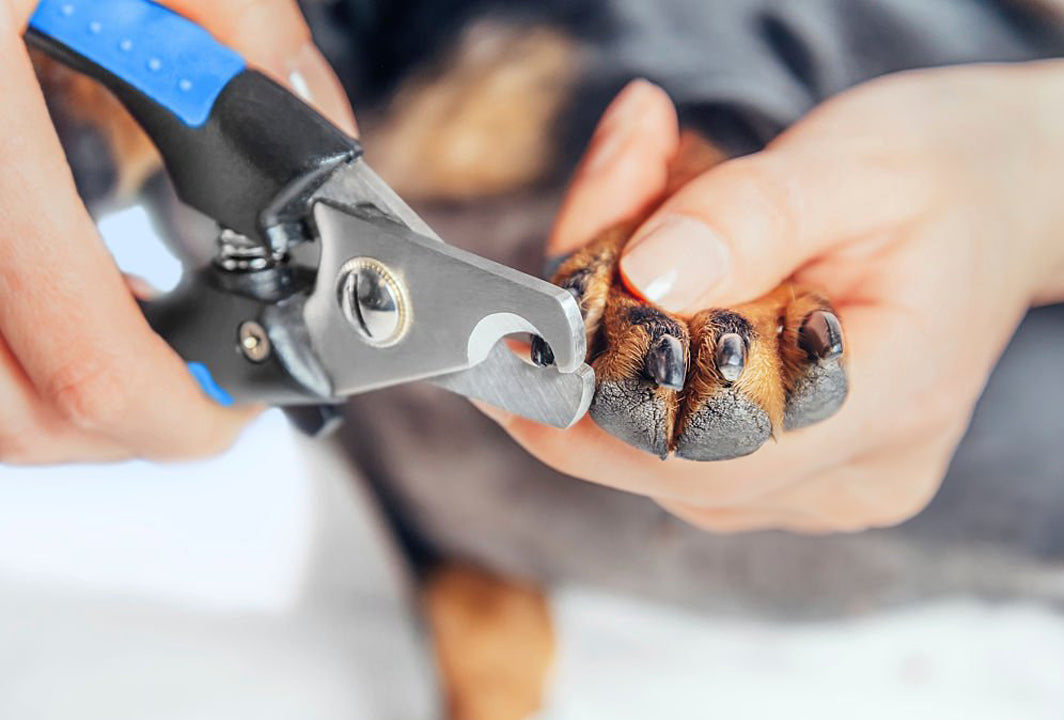 How To Trim Your Puppy's Nails