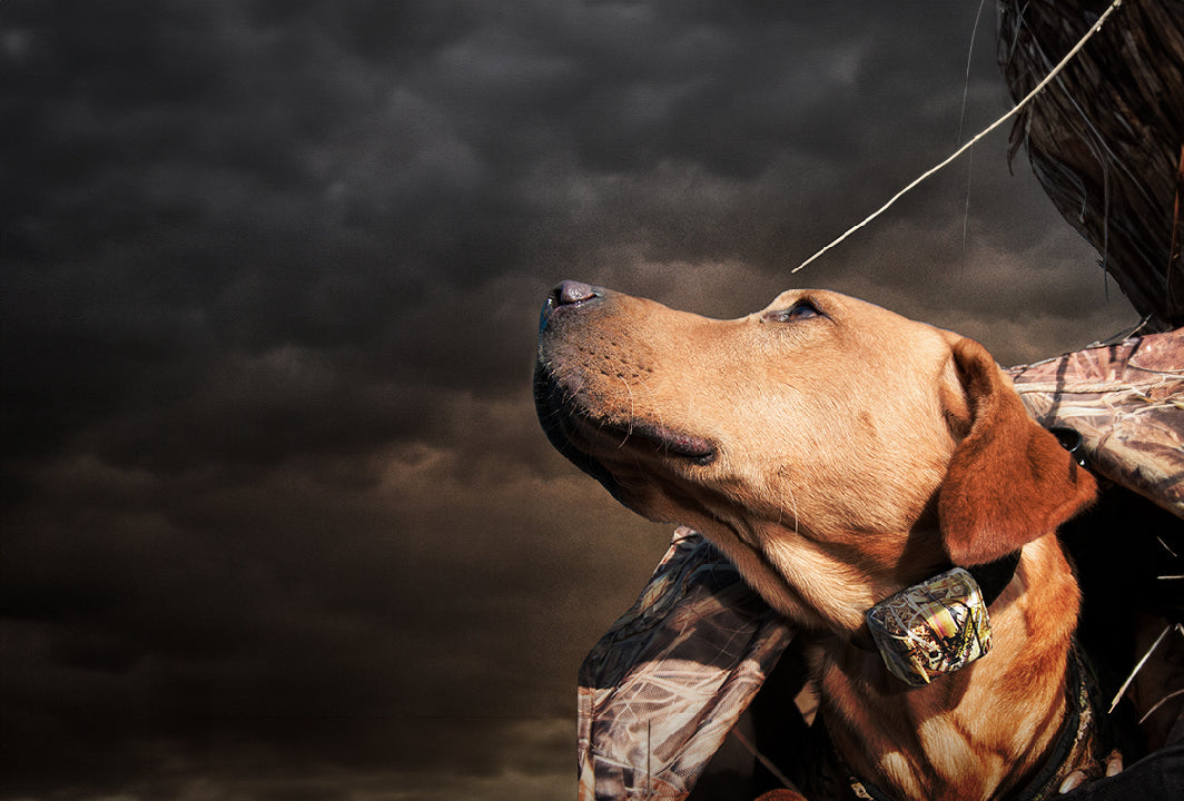 How to Teach Your Dog to Use a Hunting Field Blind