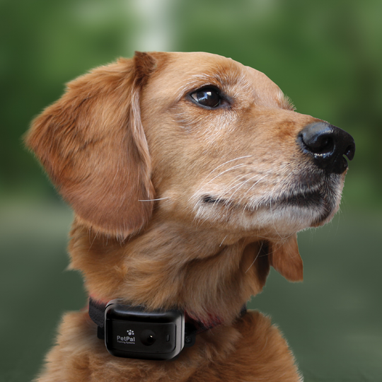 Canine Coach 360 E-collar