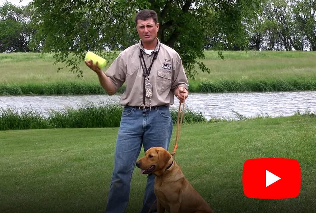 How to Introduce and Condition Your Dog to Gunfire DT Systems