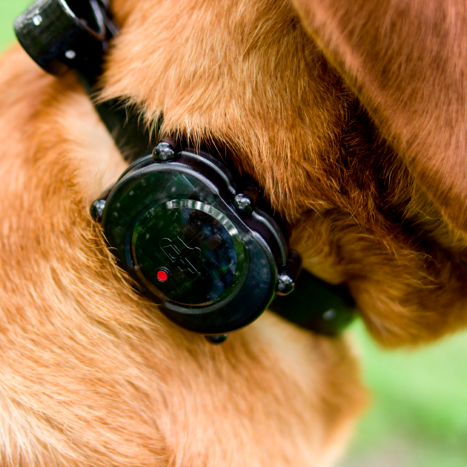 micro e collar